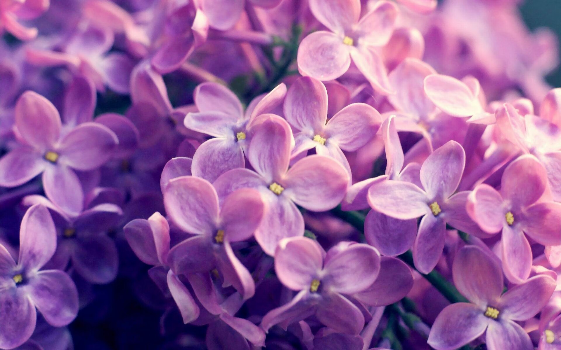 中国香港队赛制结构分析:如何调整策略应对团体赛的挑战,香港队再添一枚金牌