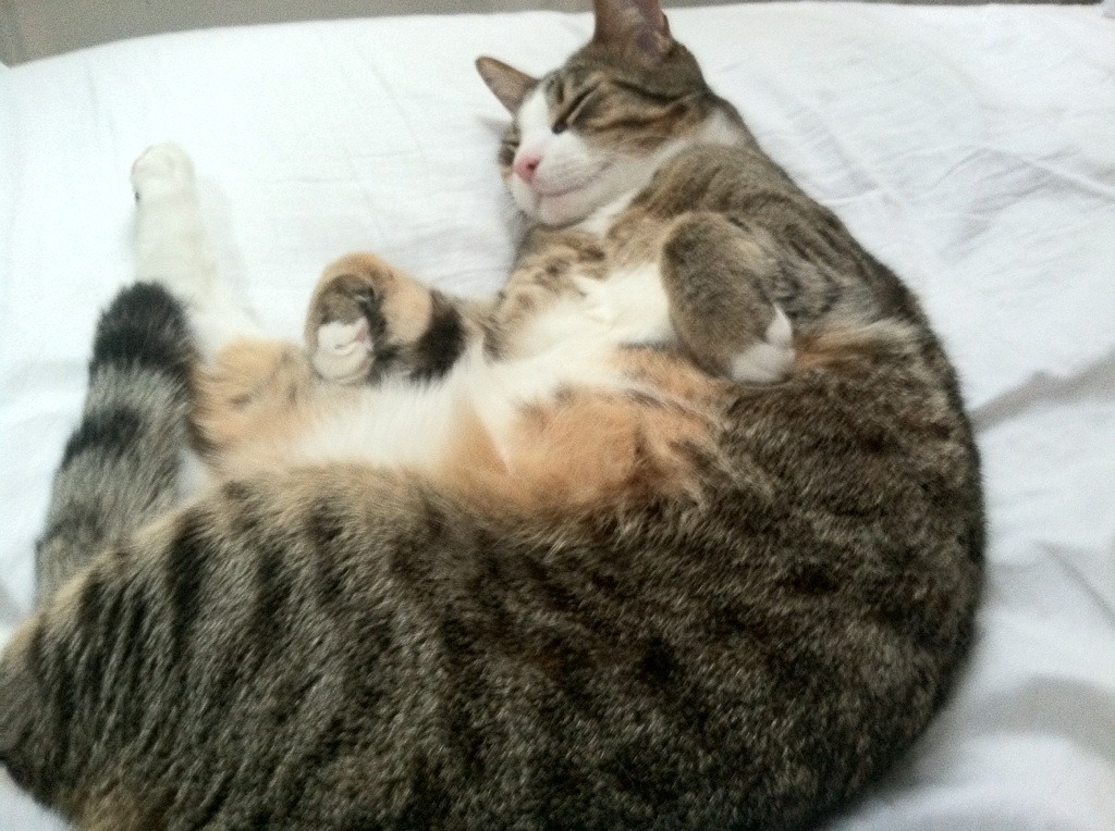 世界杯精彩纷呈：永远难忘的战役！，最难忘的世界杯