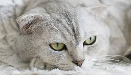 开云·体育官网APP下载-亚冠联赛 中国女足复仇 热血时刻令人动容，中国女足亚洲杯夺冠