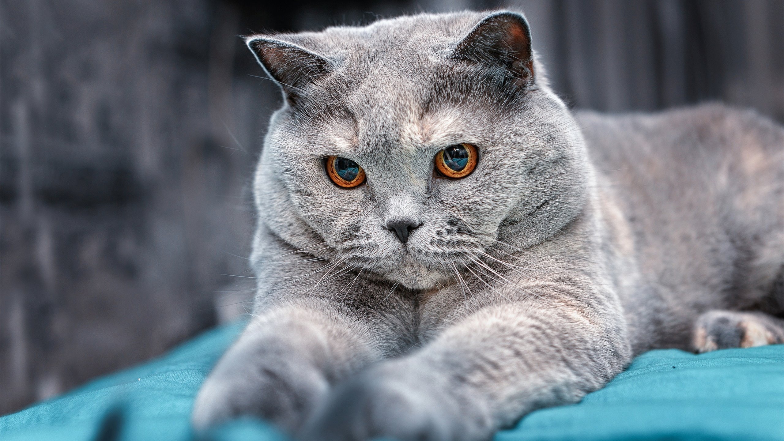 五大联赛是否通过边后卫组织权上提改善控球出球节奏，五大联赛后面是什么