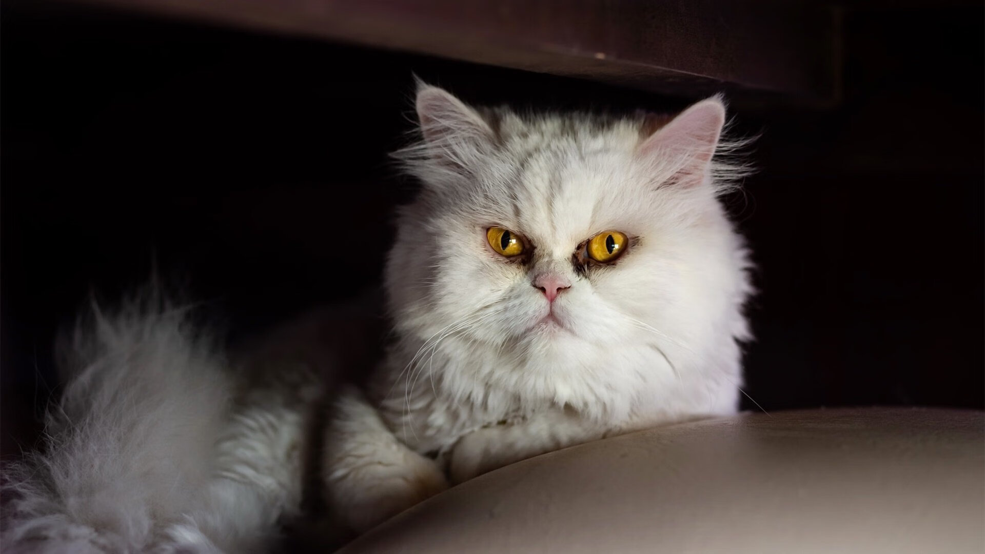 体育新闻中心推广体育赛事短视频版权保护技术，如何创意体育类短视频