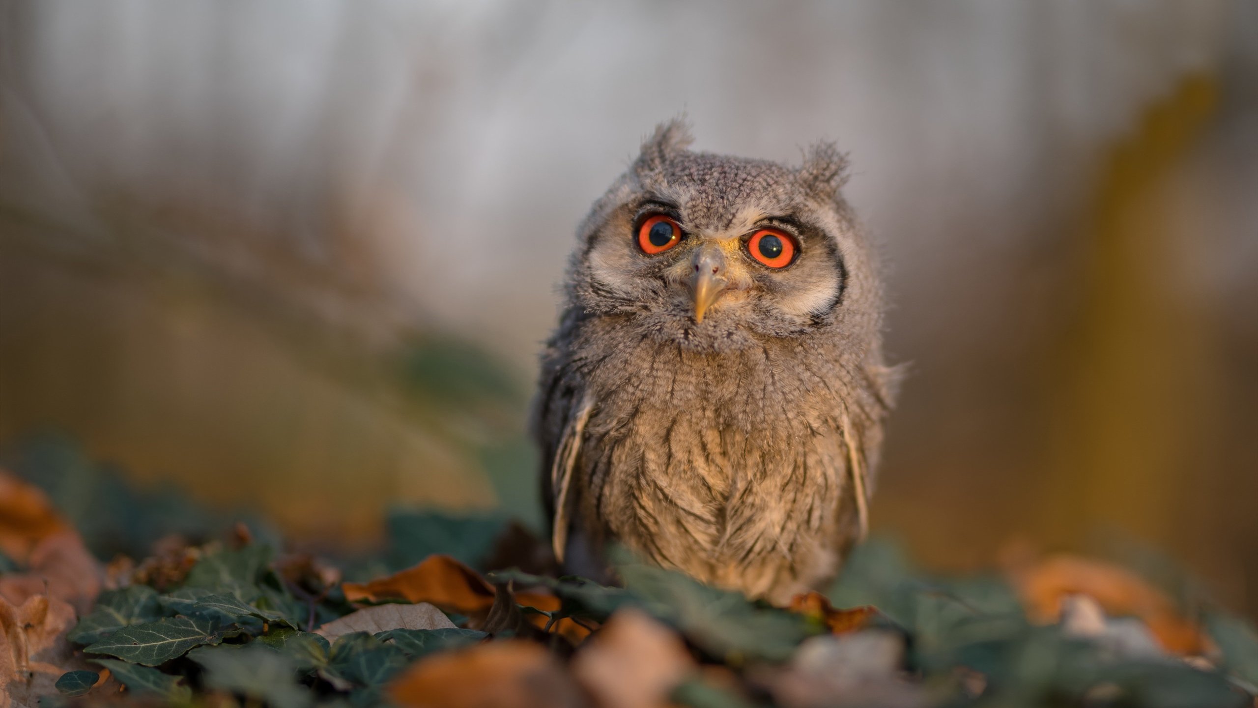 全运会火炬传递展示地方特色，全运会火炬的火种来自哪里