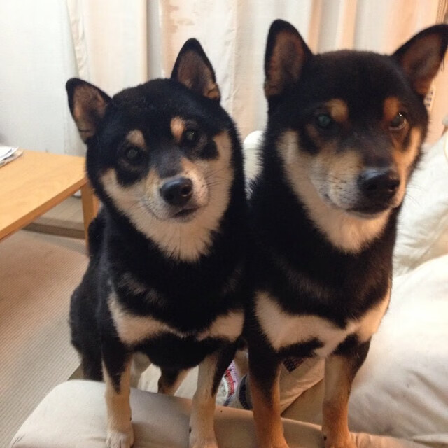 开云体育入口-国际乒联混合团体世界杯赛制解读：德国队能否通过规则突破重围？